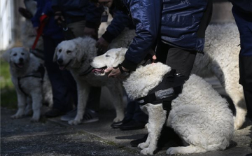 Újabb három kuvasz áll szolgálatba a polgárőrségnél